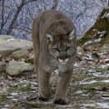 Puma usmrtila planinarku nakon više od dve decenije