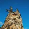 Зашто су стари Грци повезивали сову са мудрошћу?