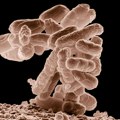 Bakterije pamte ono što su doživele, a ključ je u gvožđu - zašto je ovo otkriće važno za ljude