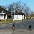 Psi lutalice napali dete kod škole u Velikoj Kladuši: Slučajna prolaznica izletela iz automobila i sprečila tragediju
