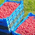 Apel ministarstva poljoprivrede otkupljivačima maline Pridržavajte se dogovora o početnoj ceni