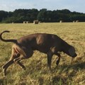 Levitiranje između zbilje i nedosanjane stvarnosti: Predstavljanje knjige „Innocentes somno in monte” Gordane Ilić u…