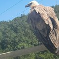 Tužno i nečuveno: Otrovan beloglavi sup u kanjonu Lima, moćna ptica uginula: Ovakav slučaj u Srbiji nije zabeležen u…