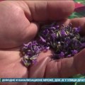Polja lavande na Fruškoj gori