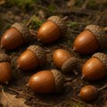 Откуп шумског блага почиње од 1. октобра, дневница и до 150 евра! Ове године бољи род, берачи оптимистични