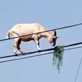 Ljudi gledaju u neverici Koza se popela na dalekovod i i pase travu, ovako nešto još niste videli (video)