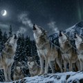 Kako vukovi razgovaraju na daljinu: Poruka koja putuje 8 kilometara