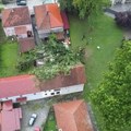 Nevreme oborilo čuveno stablo u Guči: Jedan od najvećih simbola Sabora trubača pukao u sekundi
