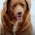 Uginuo najstariji pas na svetu Više od 31-u godinu živeo sa porodicom Kosta