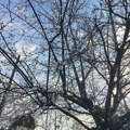 Čitaoci javljaju: Procvetalo drveće na Dedinju