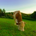 Najskuplja krava ikad prodata na aukciji za 4,8 miliona dolara