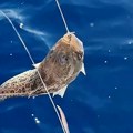 Upozorenje za sve turiste: Raste broj riba otrovnica u Jadranu, zbog ovih toksina su naučnici zabrinuti