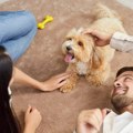 Da li će nam veštačka inteligencija omogućiti da komuniciramo sa svojim ljubimcima?