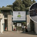 "Potvrđujemo da je zebra napustila ograđeni prostor": Oglasila se Uprava Zoo vrta u Beogradu o incidentu