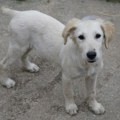 Elizabeta traži svoju porodicu i dom – Ne kupuj, udomi za ljubav