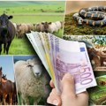 Rekordan izvoz stoke iz Srbije! Evo na čemu smo najviše zaradili, a kome smo prodavali konje, zmije i kornjače