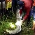 Monstrum od 7 metara ga sačekao u travi! Obmotao ga, ugušio i progutao u jednom komadu: Snimak rasporavanja stomaka ledi krv u…