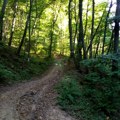 “Srbijašume”: Zbog visokih temperatura rizik od šumskih požara je ekstremno visok