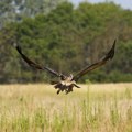 Društvo za proučavanje ptica: Posle otmice i zatočeništva, orao Feliks je ponovo na slobodi (FOTO)