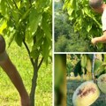 Ivan je kupio zapuštene šumarke, pa sadio ovu voćku Cena je 10 evra za kilogram, posao samo raste