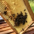 Loša godina za pčelare