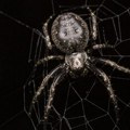 Zašto nikad ne treba ubijati pauka Zaprepastićete se, postoji dobar razlog zašto su u kući