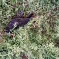 Čitaoci javljaju: Mrtve vrane u naselju Dubočica
