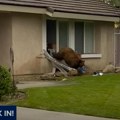 Медвед упада у куће и краде: Овај видео запалио је интернет, сви медији брује о томе, а због овога је у комшилуку добио и…