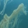 Snimljen neverovatan prizor u moru u Italiji Biolog: "Ovo je fenomen, čekamo informacije naučnika da bismo bolje razumeli"…
