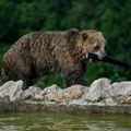 Hoće li ih urazumiti? U Rumuniji postavljaju znakove upozorenja turistima da - ne hrane medvede