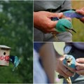 Jedna od najlepših ptica gnezdi se na području okanja i rusande Modrovrana bila na rubu nestanka; U Vojvodini staništa hrane…