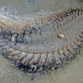 Pažljivo hodajte po plaži! Pojavilo se čudno stvorenje vanzemaljskog izgleda! Uvlači se pod pesak, a ako ga nagazite biće…