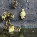 Sutra u Novom Sadu još toplije, u petak najviša temperatura ove nedelje, pa blago zahlađenje