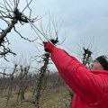 Ovi majstori trenutno su najtraženiji: Rezidba voća u čačanskom kraju u punom jeku, a evo šta kažu stručnjaci - kako je…