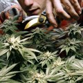 "Vreme je da se prizna realnost": Amerika ima veliki problem sa marihuanom
