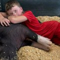 Komšije ubile svinju autističnog dečaka (12): "Smejali su mi se, dok su nosili rukavice - a voda je ključala"