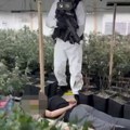 (Video) U Batajnici otkrivena laboratorija za uzgoj marihuane: Uhapšeno pet pripadnika kriminalne grupe