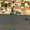 (Foto) Prizor sa Jadrana kakav se retko viđa: Delfini izronili na sekundu kod Perasta i napravili spektakl u moru!
