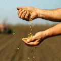 U Srbiji cena soje prepolovljena, a uvoz raste