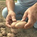 Prvo obeležavanje svetskog dana krompira u Srbiji organizuje se u Guči