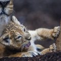 Neodoljivo mladunče lava u igri s mamom prvi put u javnosti (FOTO)