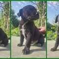 Udomi malog Simbu 💚 Simba je mešanac u tipu labradora i star je oko 2 meseca Ne kupuj, udomi!