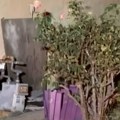 Scena kao iz horor filma Starica (93) čula jezivo lupanje ispod kuće, ono što su policajci izvukli ledi krv u žilama! (video)…