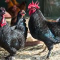 Užas u Kikindi Uhvatila supruga kako opšti sa živinom, umesto njega najurila sve kokoške