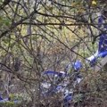Ioan Pavel, vlasnik Dejli grupe poginuo u avionskoj nesreći u Rumuniji