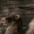 Nova beba u Beo zoo-vrtu: Mama Julija i tata Martin doneli na svet malu dvogrbu kamilu (video)