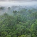 Afričke šume više ne spasavaju planetu - postale su "mašine" za ispuštanje ugljenika