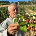 Čudo prirode na padinama Jelice: Malina rodila drugi put na imanju domaćina Periše! Ovo mu se nije desilo za 80 godina (foto)…