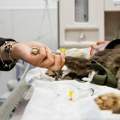 Veterinari u Srbiji šokirani kakve im pse dovode, poslali oštru poruku svima: "Kučići nisu dečje igračke"