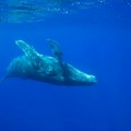 Naučnici prvi put uspostavili komunikaciju sa ženkom kita